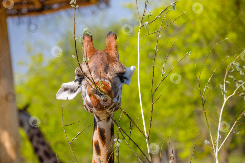 Скачать Взрослый жираф ест ветки в зоопарке. фотосток Ozero