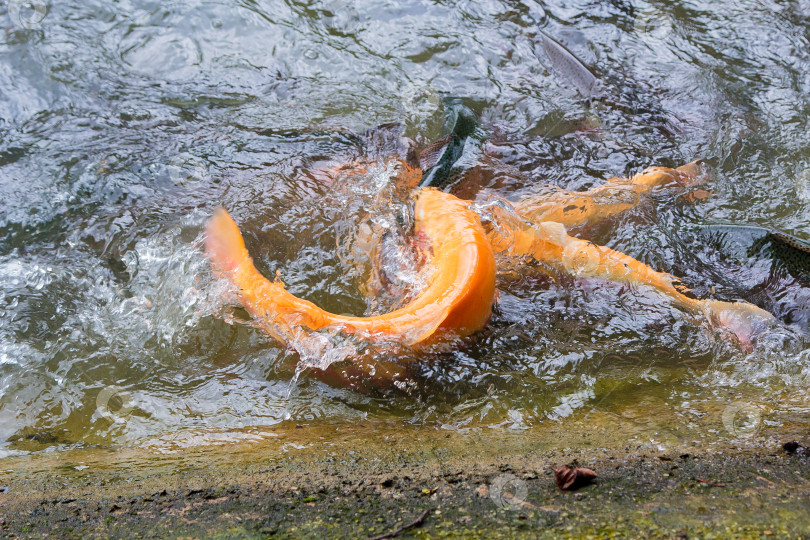 Скачать Золотистая радужная форель на рыбоводной ферме плещется в воде. фотосток Ozero