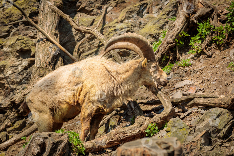 Скачать Взрослый козел-самец с бородой и огромными рогами взбирается на скалу фотосток Ozero