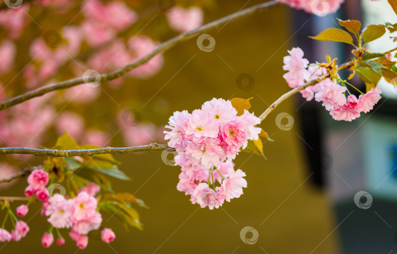 Скачать Весной цветет сакура. Потрясающий вид. фотосток Ozero