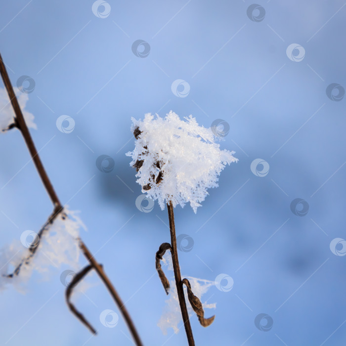Скачать Колоски и ветки, покрытые инеем и снежинками в лесу, в солнечный день фотосток Ozero