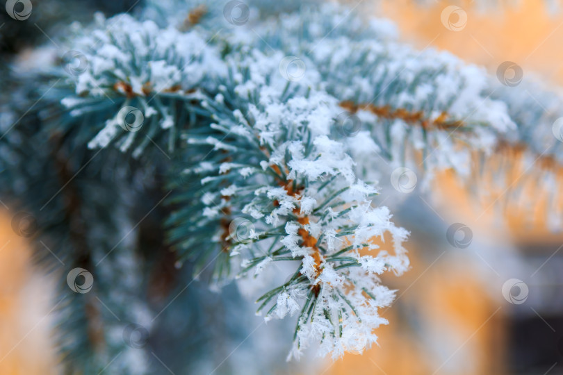 Скачать Зеленые еловые ветки в солнечный зимний день, покрытые снегом и снежинками фотосток Ozero