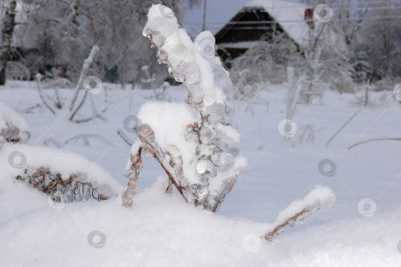 Скачать Зеленые еловые ветки в зимний день, покрытые льдом и снегом фотосток Ozero