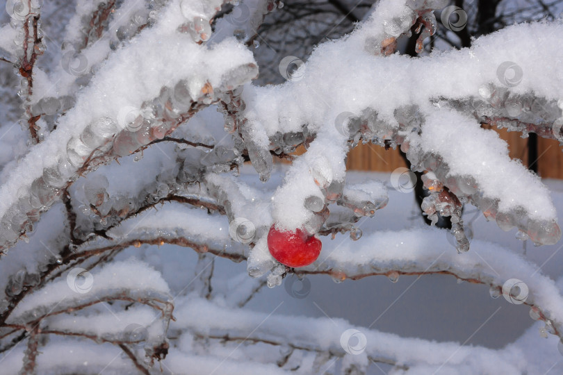 Скачать Тяжелые, обледенелые ветви деревьев зимой с красными яблоками фотосток Ozero