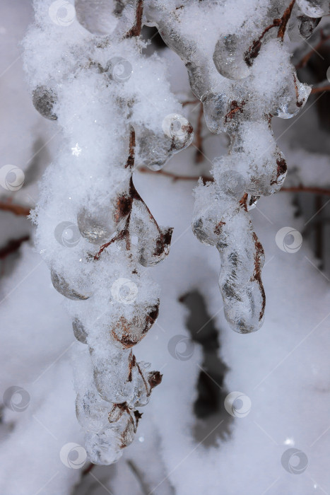 Скачать Зимой тяжелые обледенелые ветви деревьев свисают под тяжестью льда. фотосток Ozero