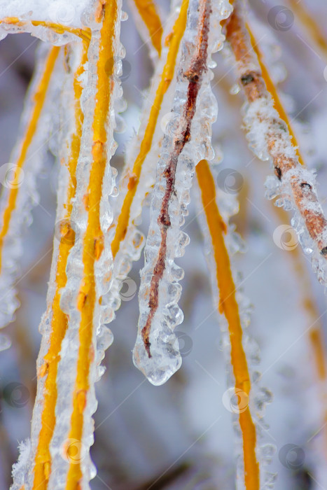 Скачать Тяжелые, обледенелые ветви деревьев зимой фотосток Ozero