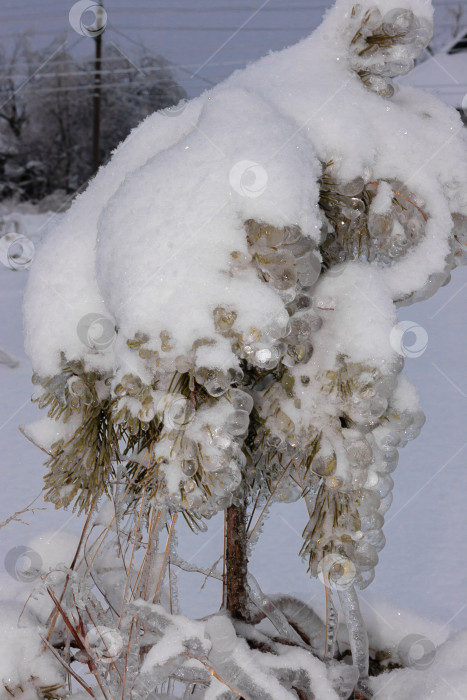 Скачать Зеленые еловые ветки в зимний день, покрытые льдом и снегом фотосток Ozero