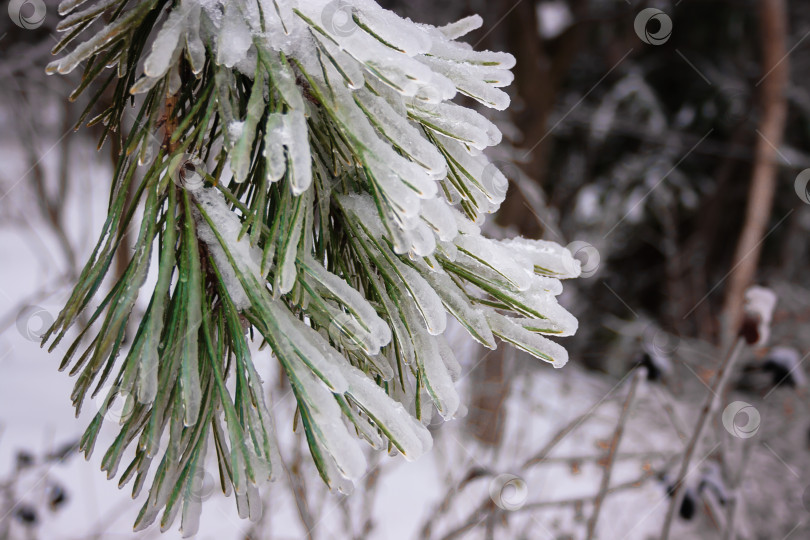Скачать Зеленые еловые ветки в зимний день, покрытые льдом и снегом фотосток Ozero