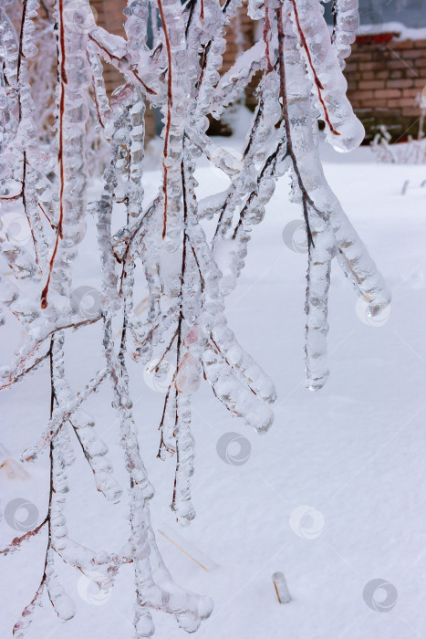 Скачать Тяжелые, обледенелые ветви деревьев зимой фотосток Ozero