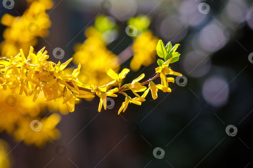 Скачать Цветущие весной деревья с желтыми цветами. фотосток Ozero