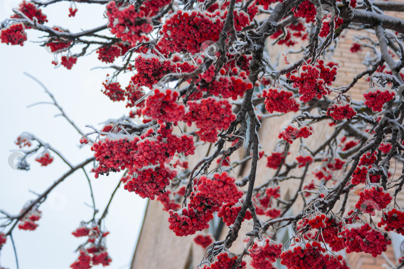 Скачать Красная рябина в гроздьях зимой под снегом фотосток Ozero
