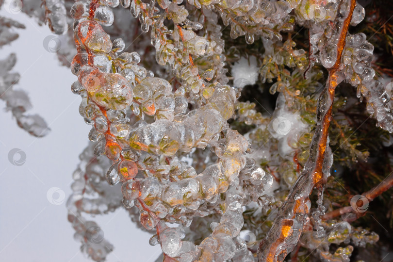 Скачать Зеленые еловые ветки в зимний день, покрытые льдом и снегом фотосток Ozero