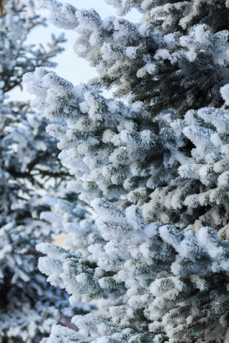 Скачать Зеленые еловые ветки в солнечный зимний день, покрытые снегом и снежинками фотосток Ozero