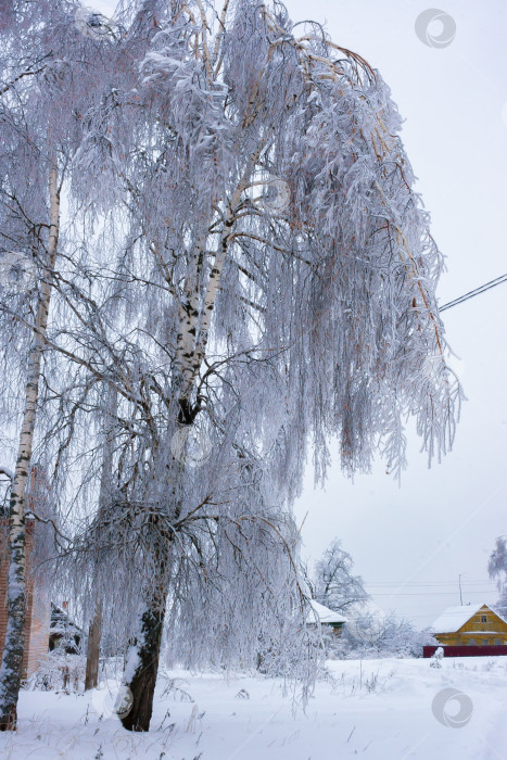 Скачать Тяжелые, обледенелые ветви деревьев зимой фотосток Ozero