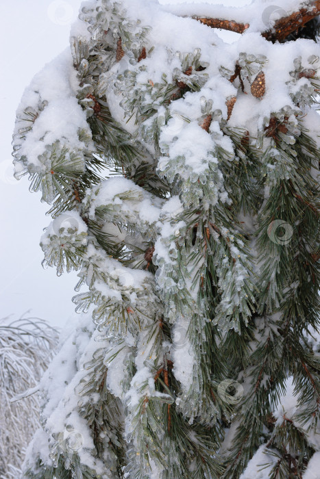 Скачать Зеленые еловые ветки в зимний день, покрытые льдом и снегом фотосток Ozero