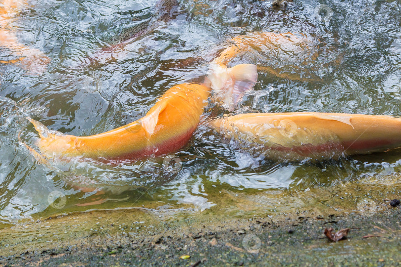 Скачать Золотистая радужная форель на рыбоводной ферме плещется в воде. фотосток Ozero