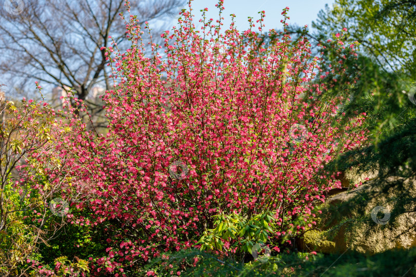 Скачать Цветущие весной деревья с красными цветами. фотосток Ozero
