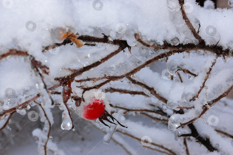 Скачать Тяжелые, обледенелые ветви деревьев зимой с красными яблоками фотосток Ozero