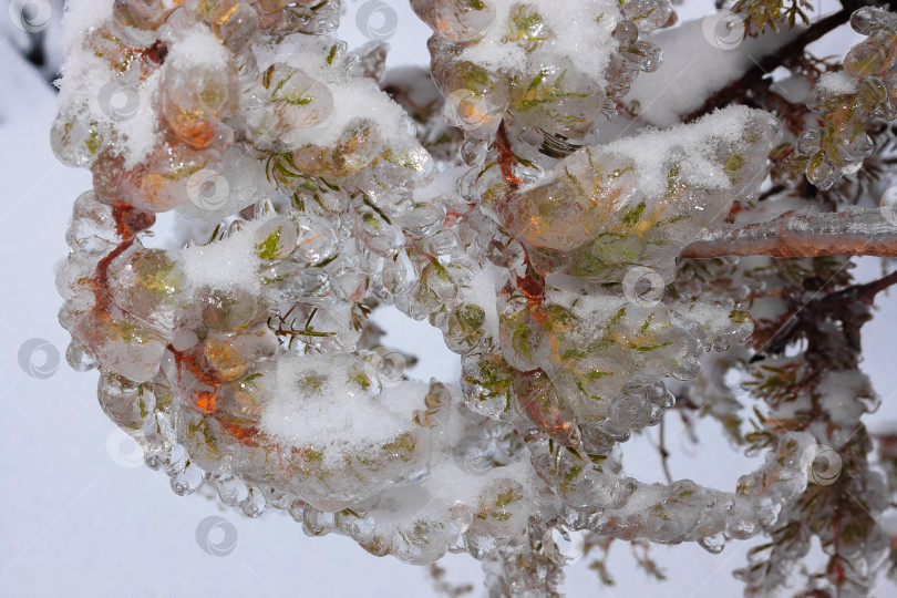 Скачать Зеленые еловые ветки в зимний день, покрытые льдом и снегом фотосток Ozero