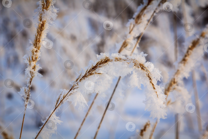 Скачать Колоски и ветки, покрытые инеем и снежинками в лесу, в солнечный день фотосток Ozero
