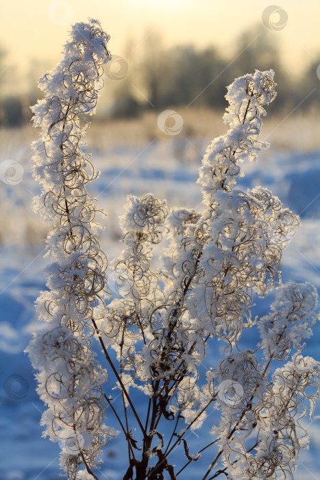 Скачать Колоски и ветки, покрытые инеем и снежинками в лесу, в солнечный день фотосток Ozero