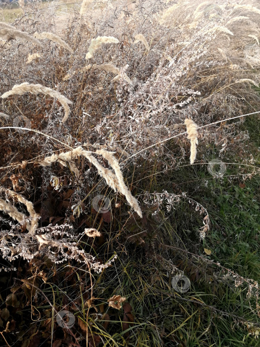 Скачать Палая, сухая трава, сухостой. фотосток Ozero