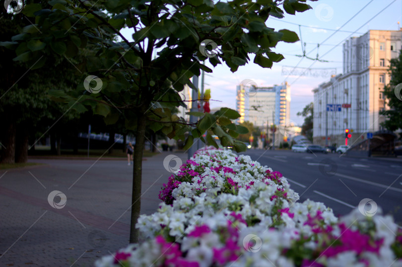 Скачать Цветочная клумба на фоне вечернего города фотосток Ozero