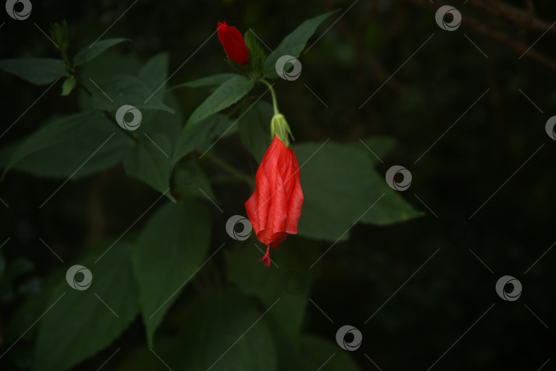 Скачать Экзотические цветки оранжевые фотосток Ozero