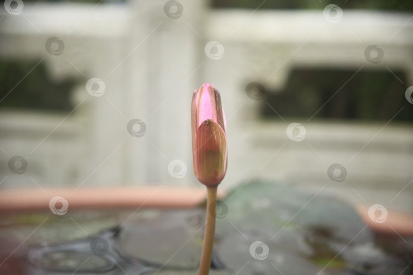 Скачать Лилии розовые фотосток Ozero