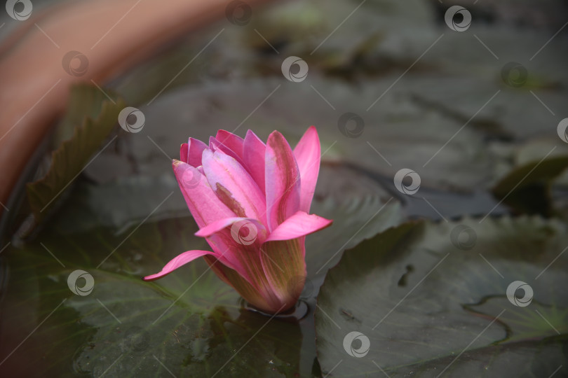 Скачать Цветки лилии розовые фотосток Ozero