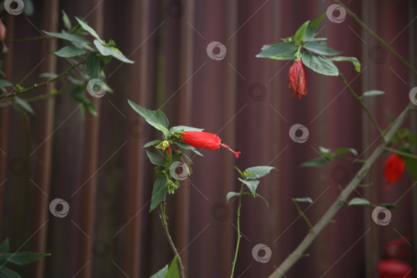 Скачать Оранжевые экзотические цветы фотосток Ozero