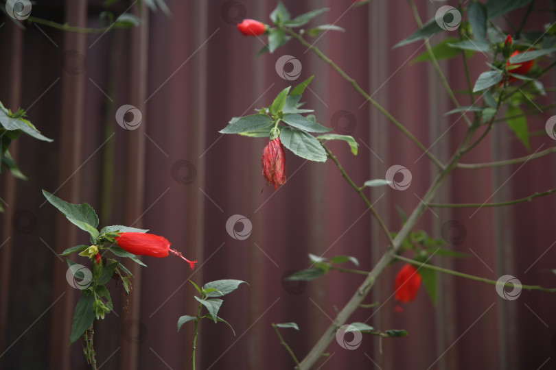 Скачать Оранжевые экзотические цветы фотосток Ozero