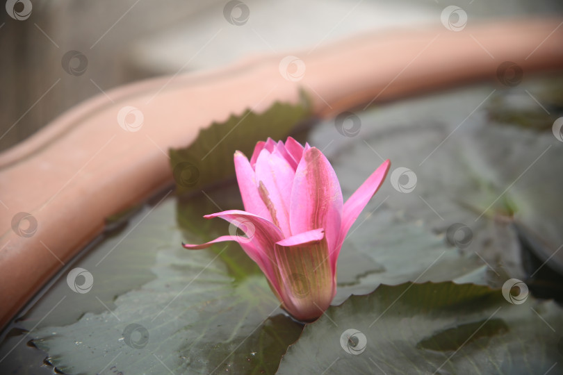 Скачать Бутон лилии розовой в воде фотосток Ozero