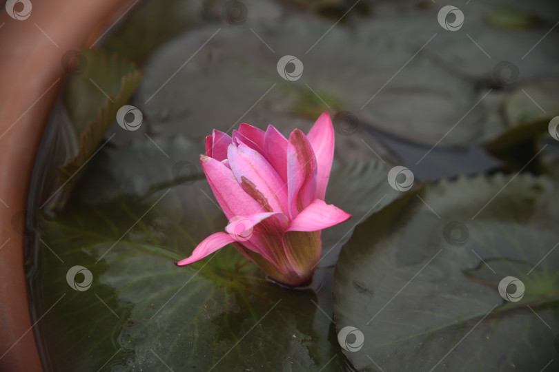 Скачать Цветок бутон лилии розовой в воде фотосток Ozero