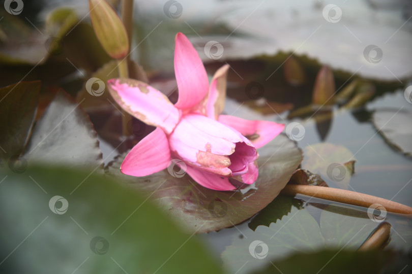 Скачать Цветок лилии розовой в воде фотосток Ozero