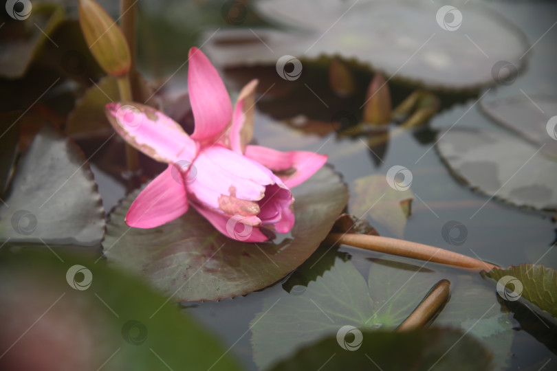 Скачать Цветок лилии розовой в воде фотосток Ozero