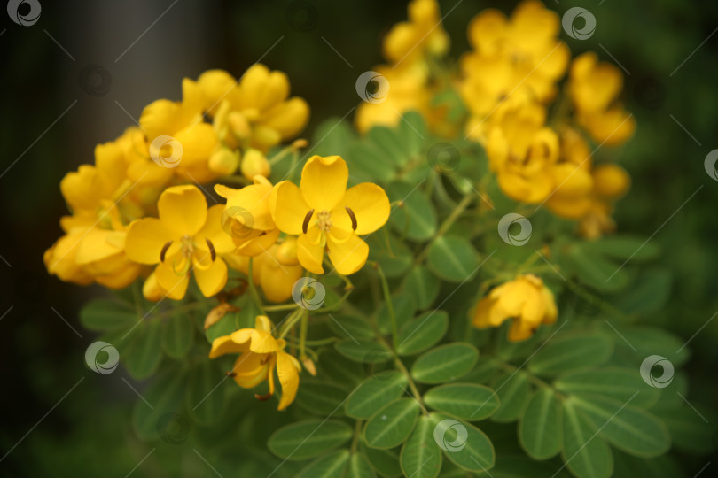 Скачать Желтые экзотические цветы фотосток Ozero