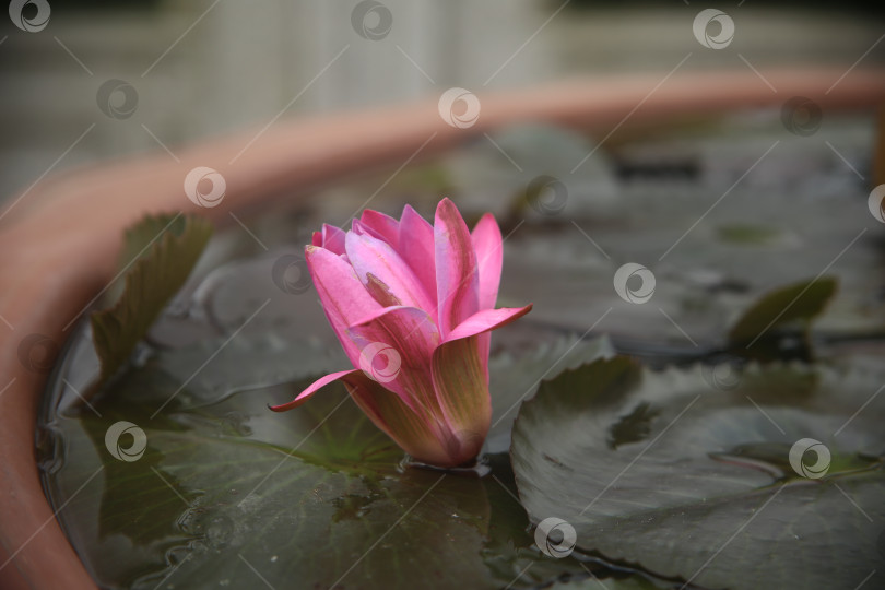 Скачать Цветок лилии розовой в воде фотосток Ozero