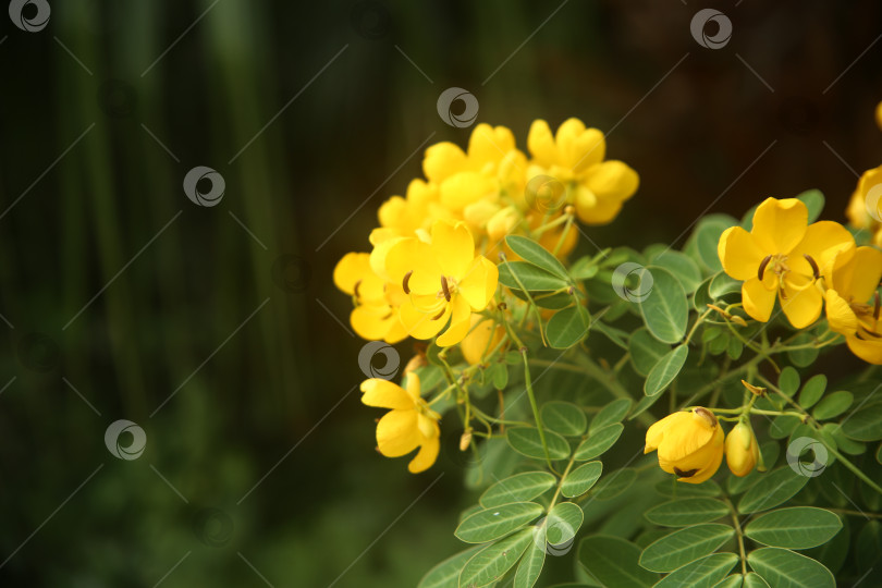 Скачать Желтые экзотические цветы фотосток Ozero