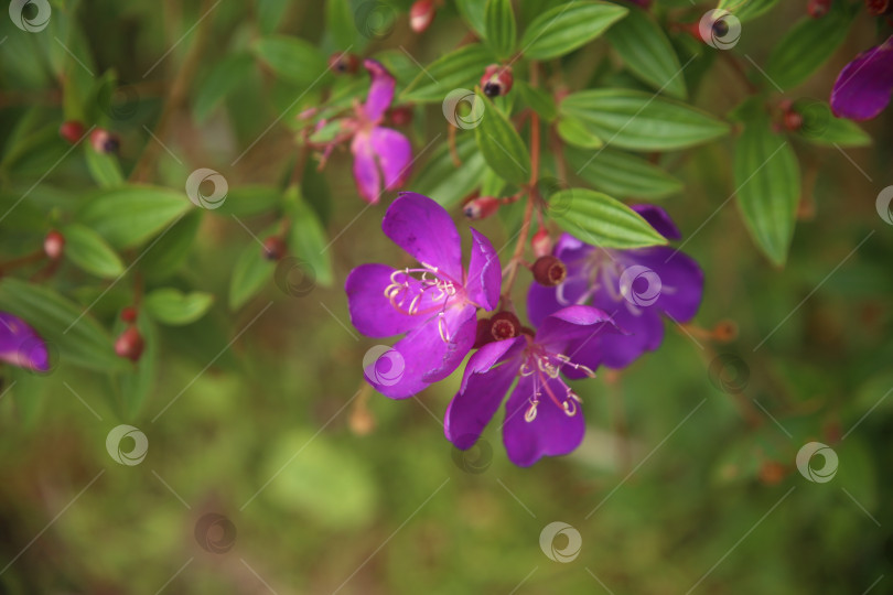 Скачать Фиолетовые цветы экзотические фотосток Ozero