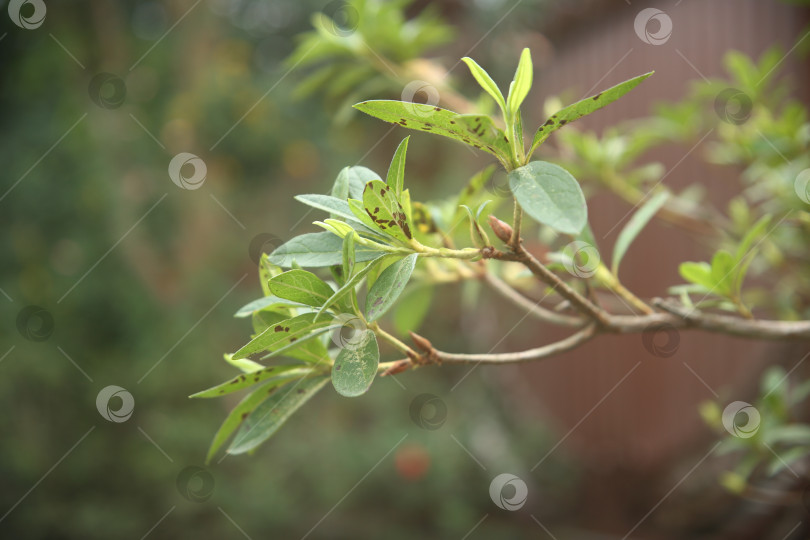 Скачать Кустарник с листьями и зеленью в парке на улице фотосток Ozero