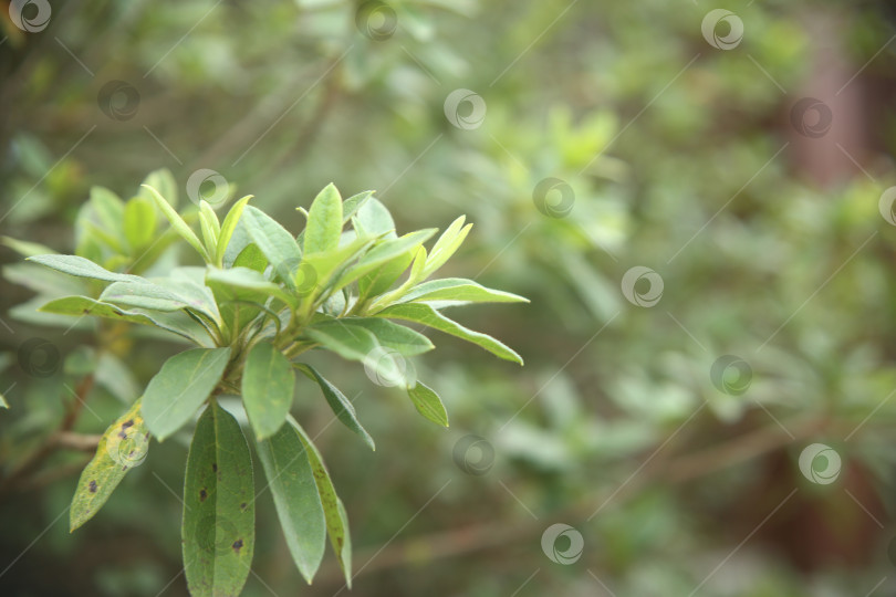 Скачать Кустарник с листьями фотосток Ozero