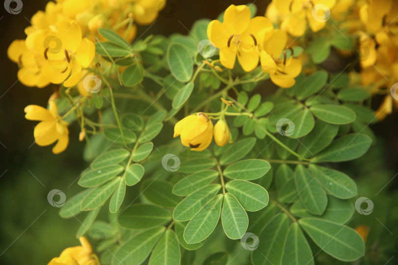 Скачать Желтые экзотические цветы фотосток Ozero