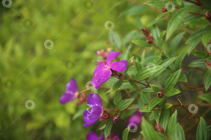 Скачать Фиолетовые экзотические красивые цветы фотосток Ozero