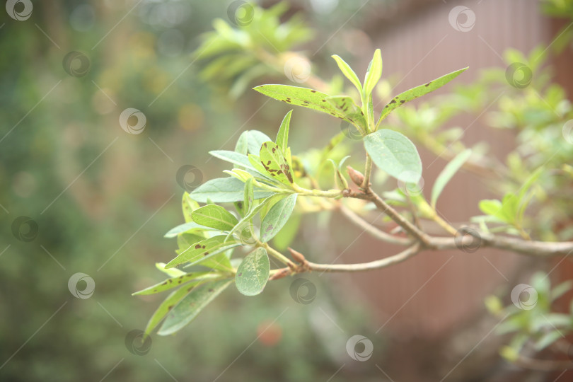 Скачать Куст с листьями фотосток Ozero