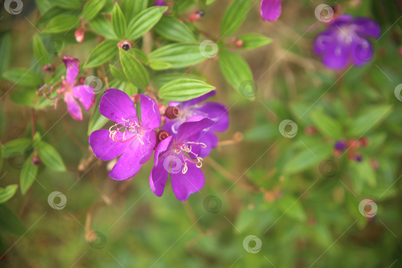 Скачать Фиолетовые экзотические красивые цветы фотосток Ozero