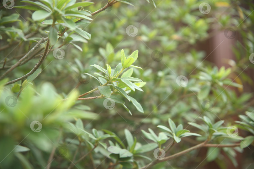 Скачать Кустарник с зелеными листьями фотосток Ozero