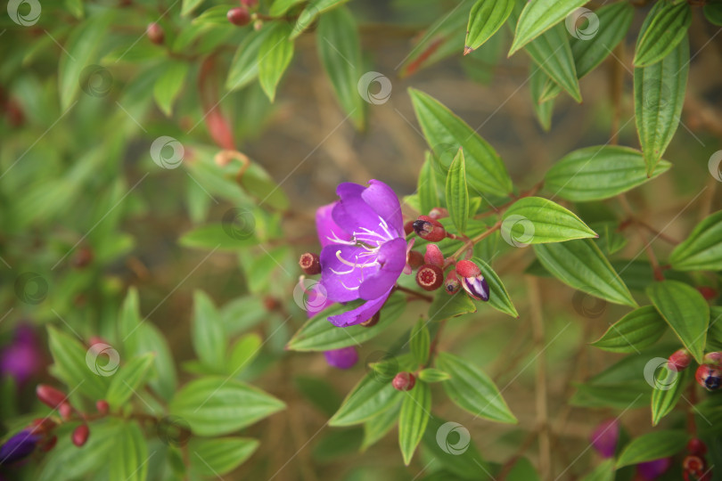 Скачать Фиолетовые экзотические красивые цветочки фотосток Ozero