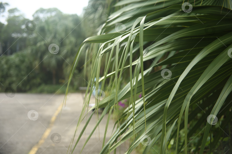 Скачать Кустарник с зелеными свежими листьями фотосток Ozero