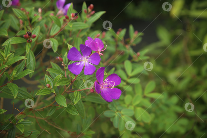 Скачать Фиолетовые экзотические красивые цветы фотосток Ozero